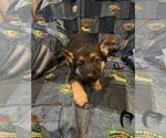 Small Photo #6 German Shepherd Dog Puppy For Sale in STACY, MN, USA