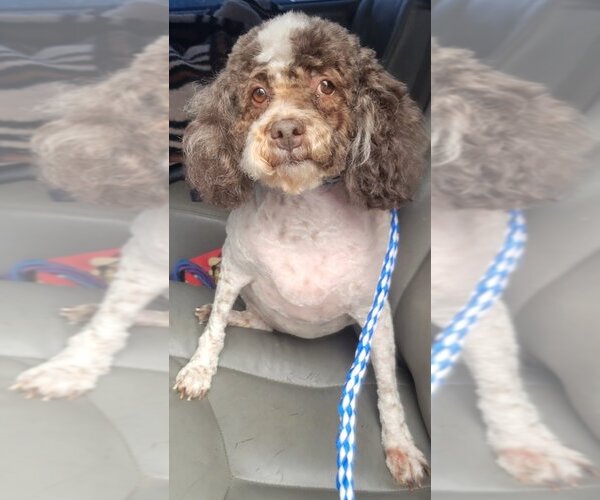 Medium Photo #3 Poodle (Miniature) Puppy For Sale in San Antonio, TX, USA