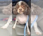 Small #2 Poodle (Miniature)