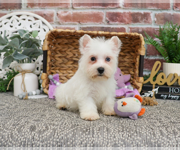 Medium Photo #4 Poodle (Toy)-West Highland White Terrier Mix Puppy For Sale in SYRACUSE, IN, USA
