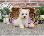 Small #3 Poodle (Toy)-West Highland White Terrier Mix