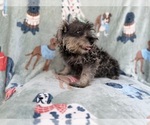 Small #7 Schnauzer (Miniature)