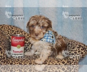 Australian Shepherd-Poodle (Toy) Mix Puppy for sale in SANGER, TX, USA