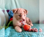 Small Photo #12 Miniature Australian Shepherd Puppy For Sale in BOUSE, AZ, USA