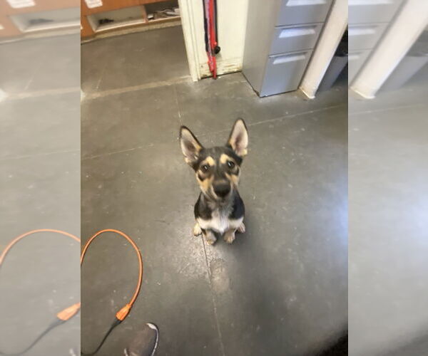 Medium Photo #1 Siberian Husky-Unknown Mix Puppy For Sale in Santa Cruz, CA, USA