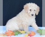 Small Photo #3 Labradoodle Puppy For Sale in FREDERICKSBURG, OH, USA