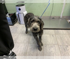 American Staffordshire Terrier-Poodle (Standard) Mix Dogs for adoption in Grand Prairie, TX, USA