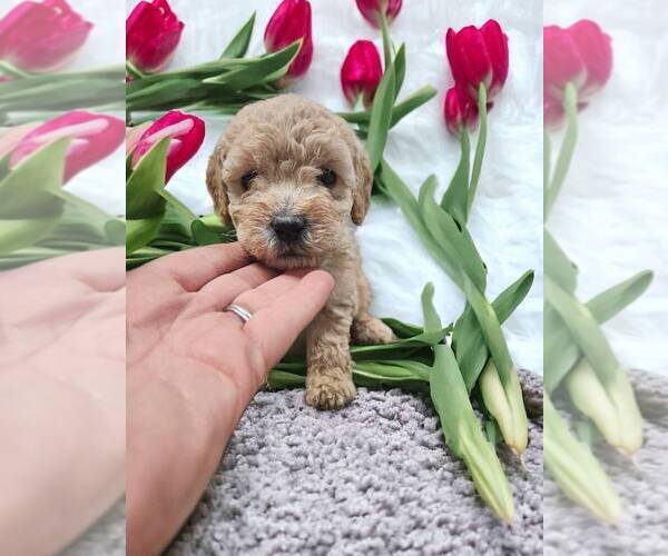 Medium Photo #2 Goldendoodle (Miniature) Puppy For Sale in NILES, MI, USA