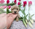 Small Photo #2 Goldendoodle (Miniature) Puppy For Sale in NILES, MI, USA