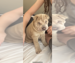 Chinese Shar-Pei Puppy for sale in BARNETT, MO, USA