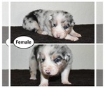 Small Photo #1 Australian Shepherd Puppy For Sale in TILLAMOOK, OR, USA