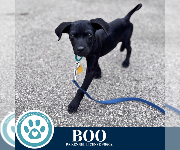 Medium Photo #6 Labrador Retriever-Unknown Mix Puppy For Sale in Kimberton, PA, USA