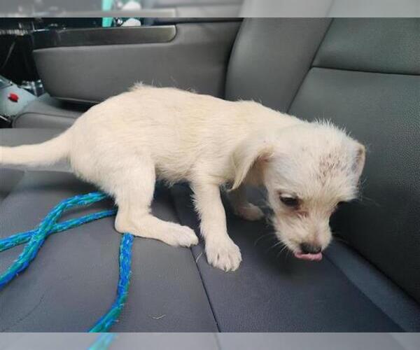 Medium Photo #1 Chihuahua-Miniature Schnauzer Mix Puppy For Sale in Houston, TX, USA