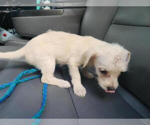 Chihuahua-Miniature Schnauzer Mix Dogs for adoption in Houston, TX, USA