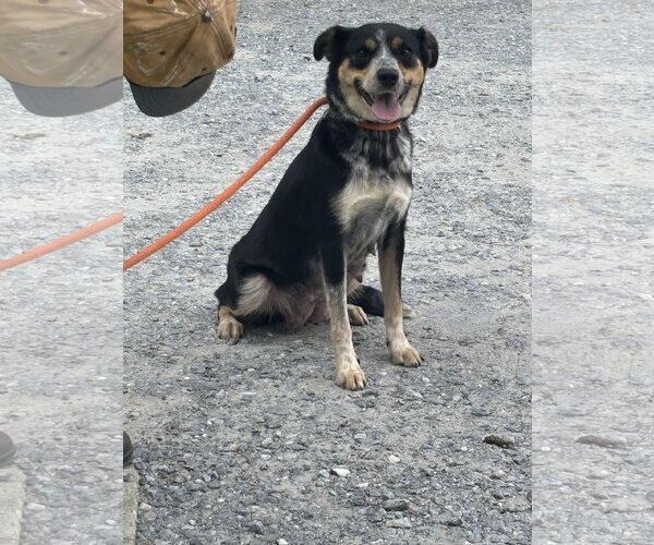 Medium Photo #6 Australian Shepherd-Unknown Mix Puppy For Sale in Rustburg, VA, USA