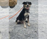 Small #5 Australian Shepherd Mix