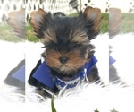 Small Photo #9 Yorkshire Terrier Puppy For Sale in CORAL SPRINGS, FL, USA