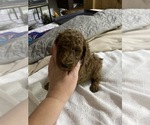 Small Photo #16 Poodle (Standard) Puppy For Sale in BARTLETT, TX, USA