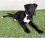Small #2 Mutt