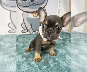 French Bulldog Puppy for sale in BROOKLYN, NY, USA