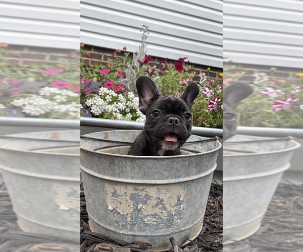 Medium Photo #7 French Bulldog Puppy For Sale in HARRISBURG, NC, USA