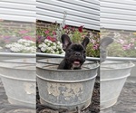 Small #6 French Bulldog