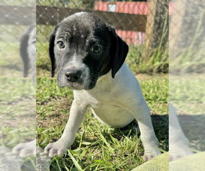 Diva - Female Bulldog-Unknown Mix Dog for Adoption - Photo #3