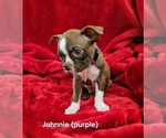 Small #2 Boston Terrier