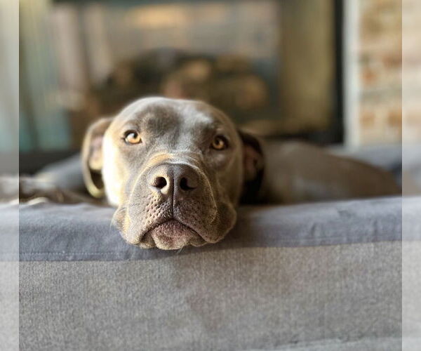Medium Photo #1 American Pit Bull Terrier Puppy For Sale in Littleton, CO, USA