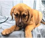 Small Mutt