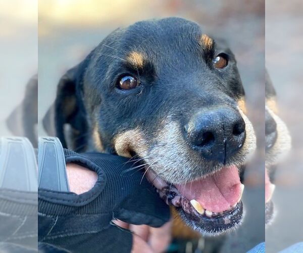 Medium Photo #6 Rottweiler Puppy For Sale in Rockaway, NJ, USA