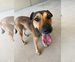 Small German Shepherd Dog Mix