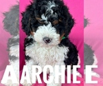 Small #4 Bernedoodle (Miniature)