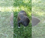 Small Photo #1 Boxer Puppy For Sale in COTTONWOOD, CA, USA