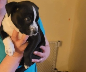American Bully-Labrador Retriever Mix Puppy for sale in BARNHART, MO, USA