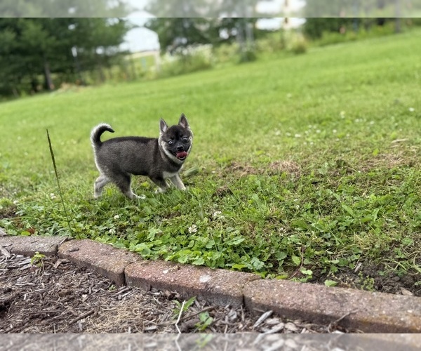 Medium Photo #24 Alaskan Klee Kai-Pomsky Mix Puppy For Sale in ATHENS, WI, USA