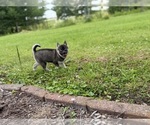 Small #23 Alaskan Klee Kai-Pomsky Mix