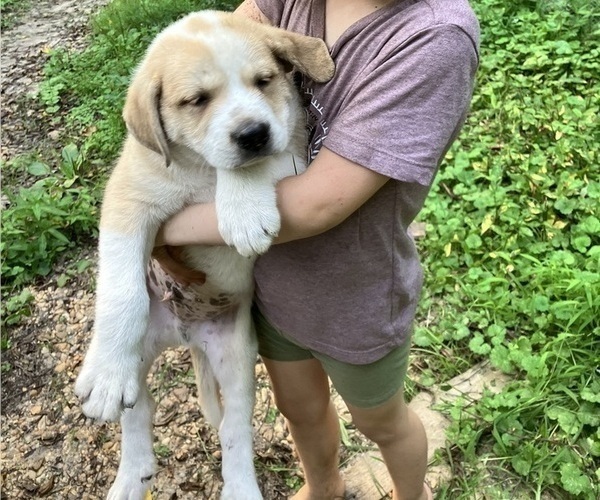 Medium Photo #4 Anatolian Pyrenees Puppy For Sale in MECHANICSVILLE, MD, USA