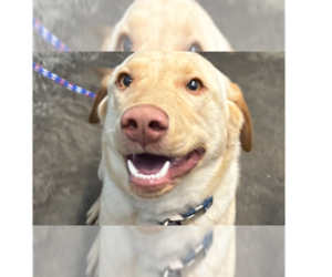 Labrador Retriever Dogs for adoption in Evansville, IN, USA