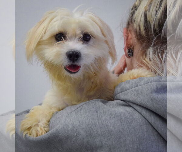 Medium Photo #5 Maltese-Unknown Mix Puppy For Sale in Huntley, IL, USA