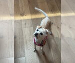 Small #2 Mutt
