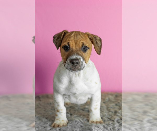 Medium Photo #1 Alapaha Blue Blood Bulldog-Jack Russell Terrier Mix Puppy For Sale in MILLERSBURG, IN, USA