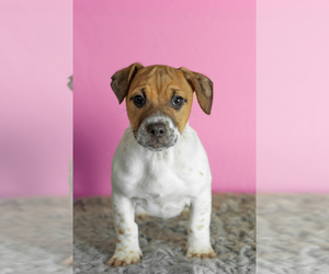 Alapaha Blue Blood Bulldog-Jack Russell Terrier Mix Puppy for sale in MILLERSBURG, IN, USA