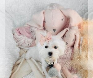 Maltese Puppy for sale in WEST PALM BEACH, FL, USA