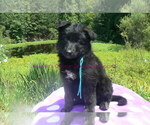 Small #1 German Shepherd Dog