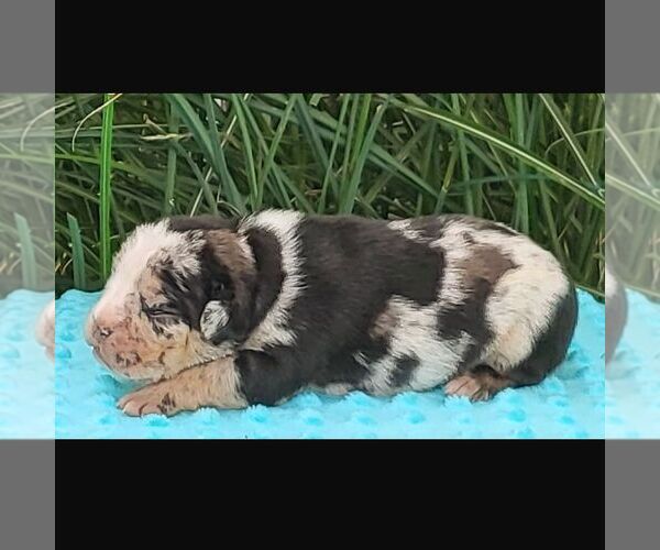 Medium Photo #1 Beabull Puppy For Sale in ARTHUR, IL, USA