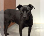 Small #1 Labrador Retriever Mix