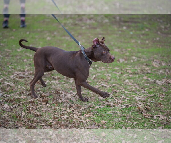 Medium Photo #6 Labrador Retriever-Unknown Mix Puppy For Sale in Munford, TN, USA
