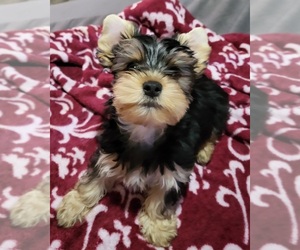 Yorkshire Terrier Puppy for sale in CALDWELL, ID, USA