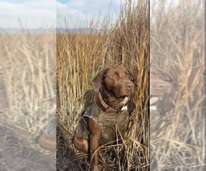 Father of the Labrador Retriever puppies born on 10/27/2023